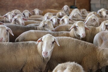 Naklejka premium Many sheep in barn on farm. Cute animals