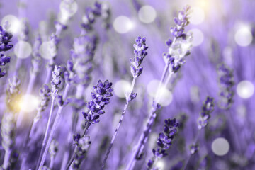 Obraz premium Beautiful blooming lavender field outdoors, closeup view. Bokeh effect