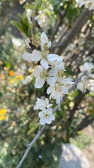 Flor de árbol Blanca
