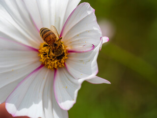 白い秋桜とミツバチ