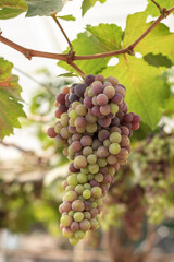 Fototapeta premium Fresh grape in the farm