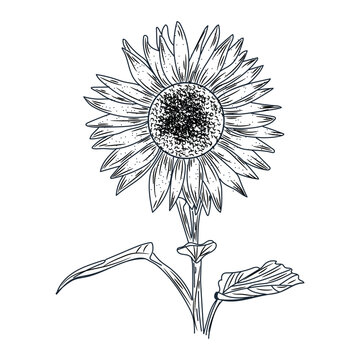 Beautiful drawn sunflower on white background