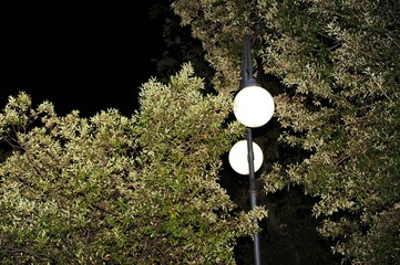 alberi di notte illuminati dai lampioni