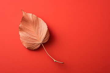 Autumn dried leaf on a red background with copy space