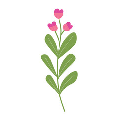 Beautiful pink flowers on white background