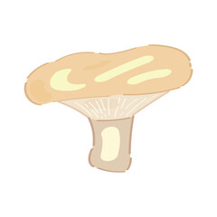 Lactarius resimus mushroom on white background