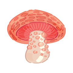 Hydnellum peckii mushroom on white background