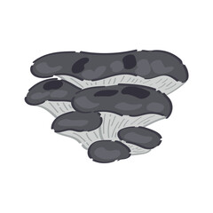 Grey oyster mushrooms on white background