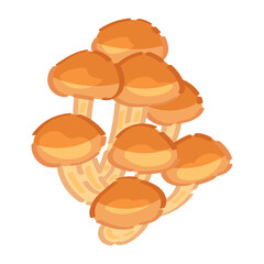 Armillaria mellea mushrooms on white background