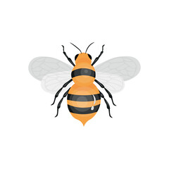 Honey bee on white background