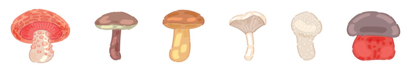 Set of different mushrooms on white background