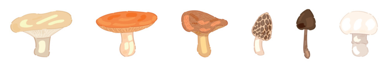 Set of different mushrooms on white background
