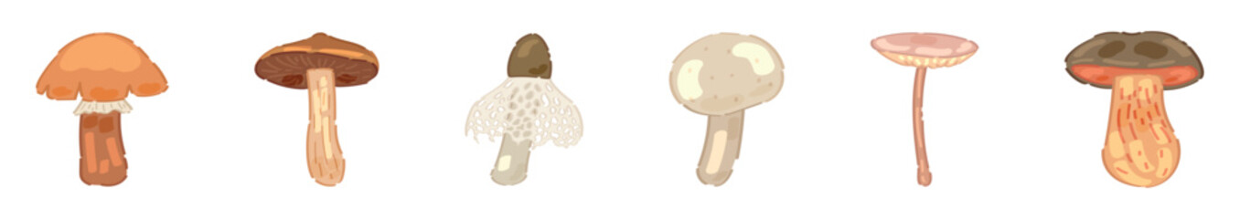 Set of different mushrooms on white background