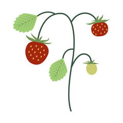 Wild strawberry on white background