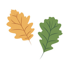 Autumn oak leaves on white background
