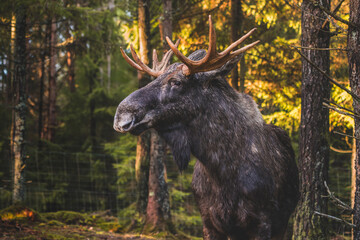 Portrait of a moose bull with big antlers close up in forest.