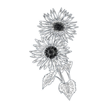 Beautiful drawn sunflowers on white background