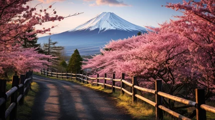 Papier Peint photo Lavable Panoramique blooming pink cherry blossom and mount Fuji at background.