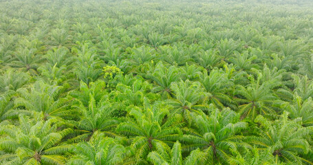 Palm park palm land Aerial view of trees and river in the valley. Slopes of mountains with forest. Palm Oil Tree Plantation view from above. Aerial view of tropical forest.