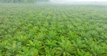 industrial palm oil oil in Thailand Aerial view drone flying fast speed over palm oil plantation field