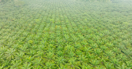 Nature energy Aerial view of trees and river in the valley. Slopes of mountains with forest. Palm Oil Tree Plantation view from above. Aerial view of tropical forest.