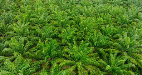 Top-down Aerial view of trees and river in the valley. Slopes of mountains with forest. Palm Oil Tree Plantation view from above. Aerial view of tropical forest.