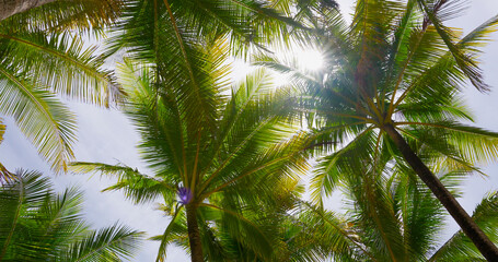 Fototapeta na wymiar Coconut palm trees bottom view. Green palm tree on blue sky background. View of palm trees against sky. Beach on the tropical island. Palm trees at sunlight. Shot on Gimbal high quality slow movement.