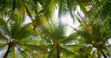 Coconut palm trees bottom view. Green palm tree on blue sky background. View of palm trees against...