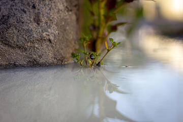 plant in the water in the street in the city