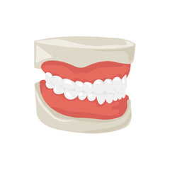 Model of jaw on white background