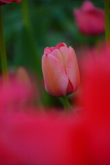 チューリップ