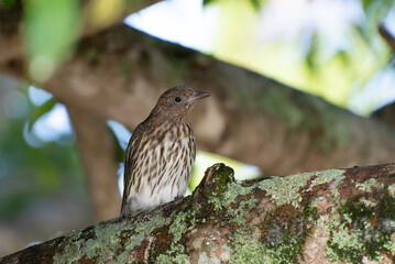Figbird female