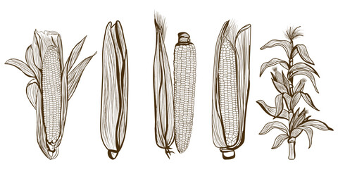 Set of corn cobs on white background