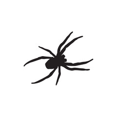 Scary spider on white background