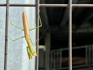 獲物を待ち構えるカマキリ