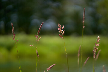 Tall green grass with spikelets on the riverside in the forest. Calm summer weather.