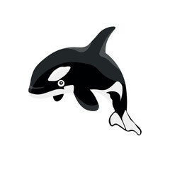 Orca (killer whale) on white background