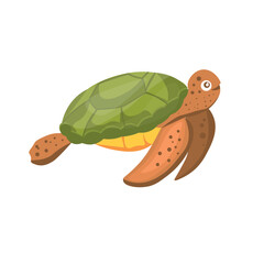 Sea turtle on white background