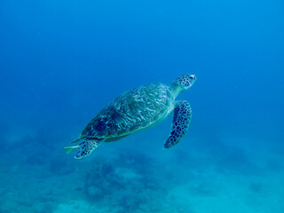 Green sea turtle swimming. A sea turtle swims through the water towards the surface of the sea on a blue background.