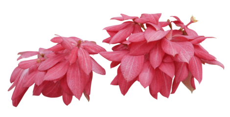 Red leaves of Mussaenda dona luz isolated on transparent background