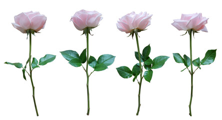 Set of pink rose isolated on transparent background