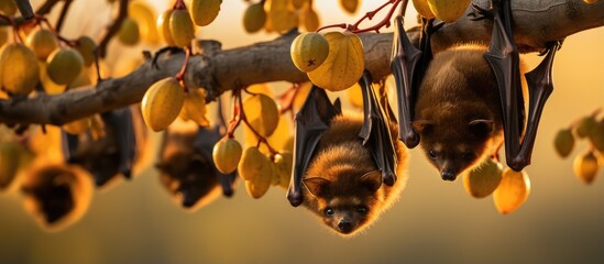 Bats in Africa hanging from a tree With copyspace for text