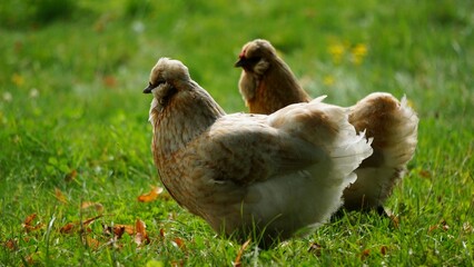 Chicken in the lawn. The ones that are kept in a chicken coop and raised for chicken meat and eggs by a family. Large feather coat.
