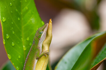 Green anole lizard sleeping on magnolia tree bud