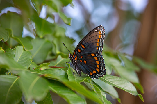 Red Spotted Purple Butterfly with Selective Focus on a Leaf