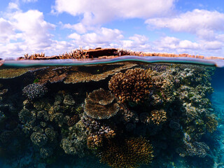 split coral reef shot