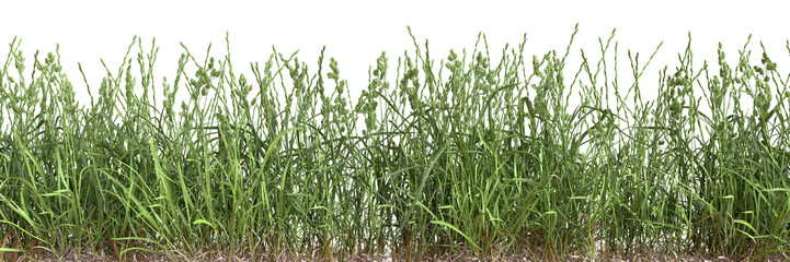 Grass border isolated on transparent background.