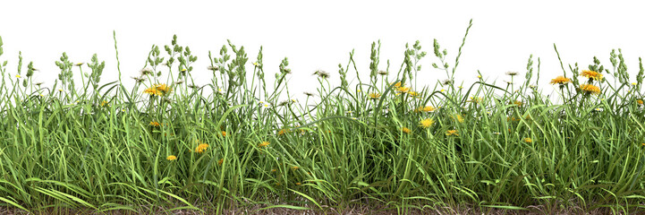 Grass border with daisies and dandelions isolated on transparent background.