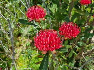 Radiant Red Waratah: Capturing Australia's Floral Majesty