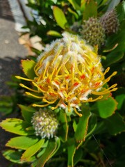 Yellow Waratah: in the Blue Mountains national park